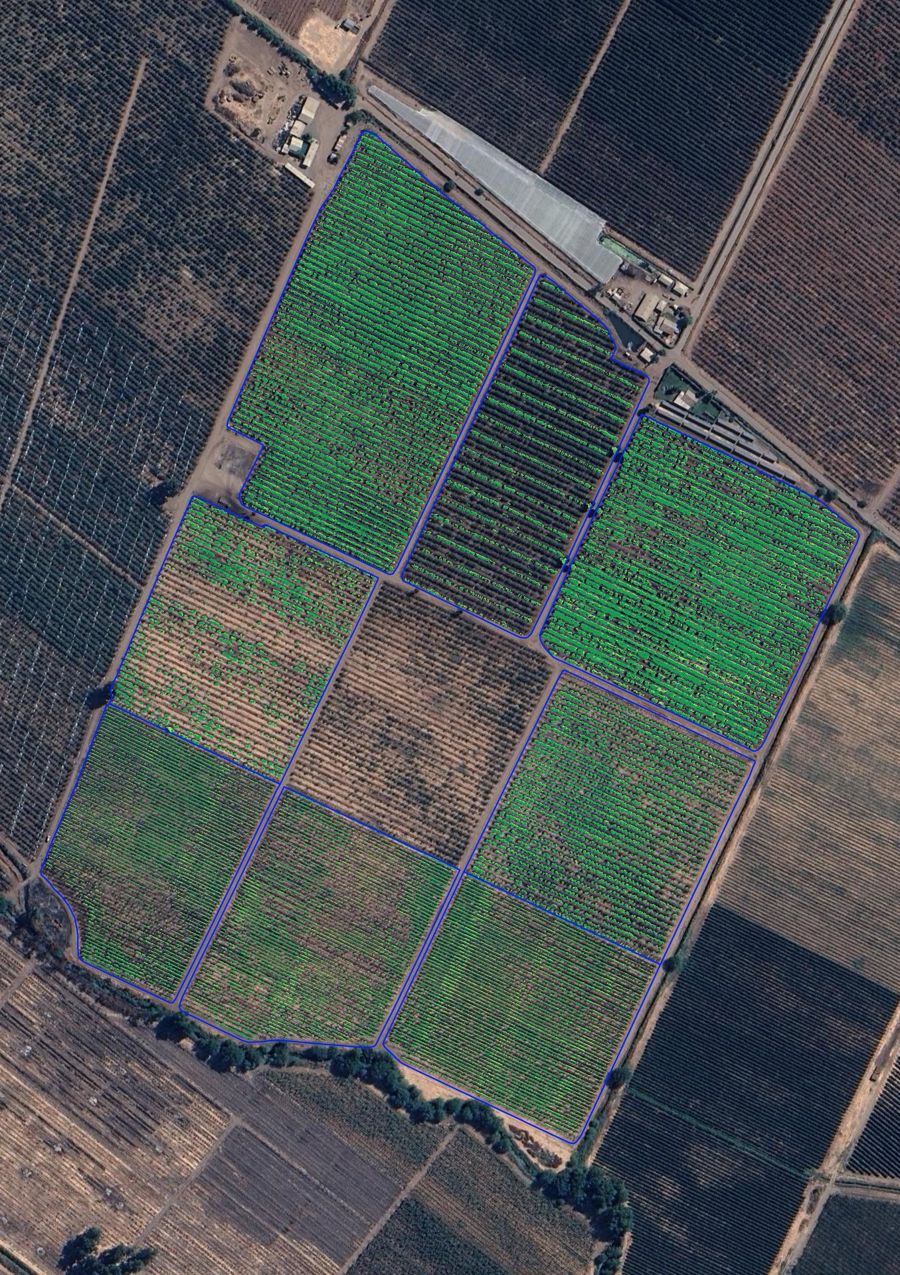 Mapa NDVI calculado sobre cada copa de un huerto