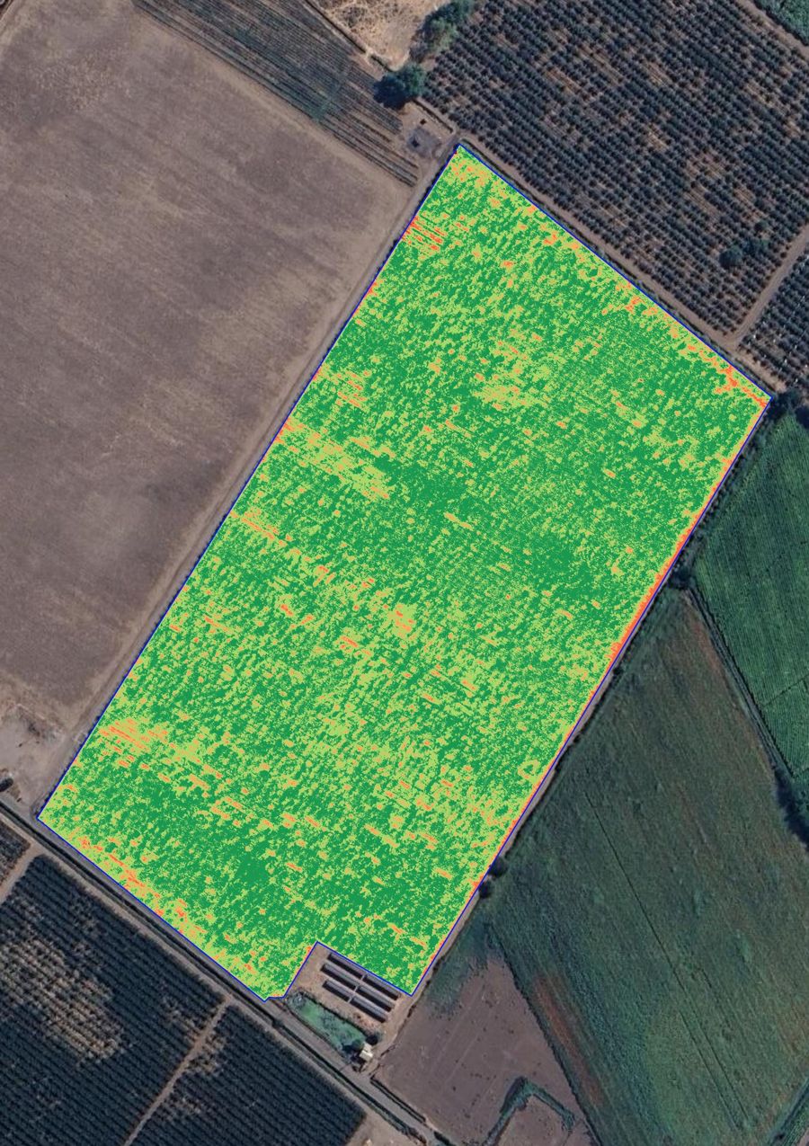 Mapa NDVI de un cuartel de kiwis