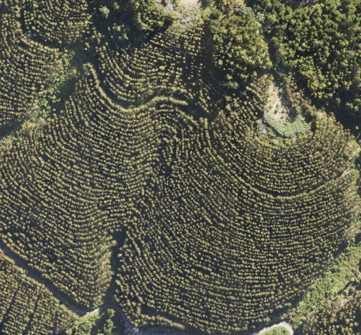 Ortofoto aérea de una plantación forestal en ladera, capturada con dron
